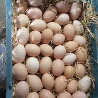 تخم مرغ محلی گلپایگانی