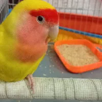 طوطی|پرنده|کرمان, |دیوار