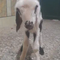 دو عدد بره شیری نر وماده
