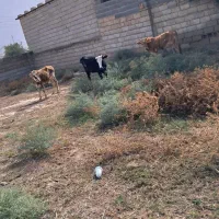 گوساله ماده گاو ۴ راس|حیوانات مزرعه|گنبد کاووس, |دیوار
