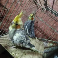 عروس هلندی
