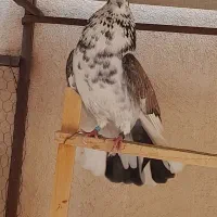 کبوتر