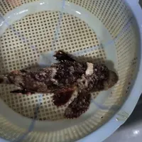 ماهی آکواریومی