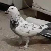 کبوتر اصفهانی|پرنده|خمینیشهر, |دیوار