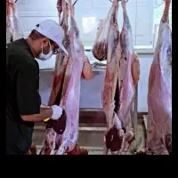 دشتی پرواری گوسفند حکمیمه نظام آباد سبلان زنده