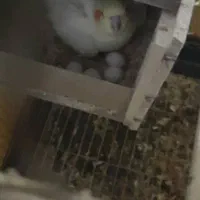 جفت عروس با تخم|پرنده|فسا, |دیوار