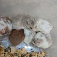 همستر دستی ورام|موش و خرگوش|تهران, سجاد|دیوار