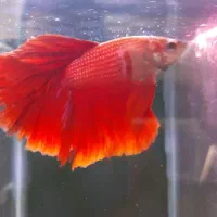 آکواریوم اورین