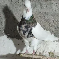 طوقی خال قدیم|پرنده|بهبهان, |دیوار