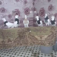 ۶عدد کبوتر طوقی فروشی همه با هم|پرنده|رامهرمز, |دیوار