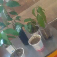 16 اصله نهال انبه|گل و گیاه طبیعی|جیرفت, |دیوار