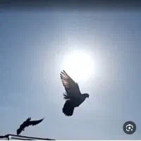 کفتر نر آس