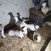 توقی|پرنده|جوین, |دیوار