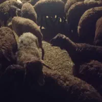 بره نر لاغر