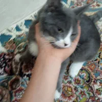 واگذاری بچه گربه|گربه|سروآباد, |دیوار