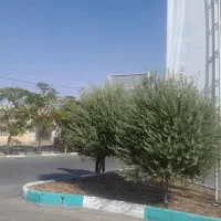 باغبانی مجتمع|خدمات باغبانی و درختکاری|یزد, |دیوار