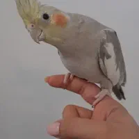 ماده فول رام