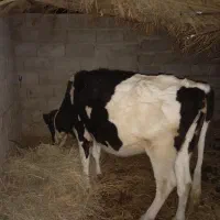 سلام گاو ولشتن برای نگهداری