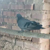 سسلی|پرنده|ارومیه, |دیوار