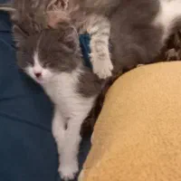 گربه ماده واگذار میشود