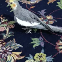 عروس هلندی