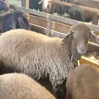 بره قوچ همو(دارای ژن چندقلوزایی صد‌ در صد)|حیوانات مزرعه|رشت, حومه رشت|دیوار