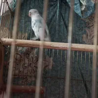 جفت تضمینی|پرنده|نهاوند, |دیوار