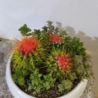 کاکتوس دشگاردو