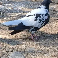 ابلغ افغانستانی دم سفید