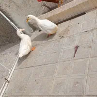 اردک دونه ای ۶۰۰