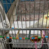 عروس هلندی|پرنده|شهرکرد, |دیوار