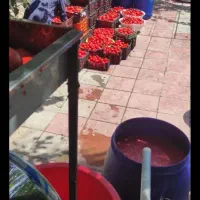 آبگیری گوجه‌فرنگی