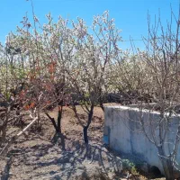 فروش-باغ-با-درخت-بادام-30-ساله-دارای-سند