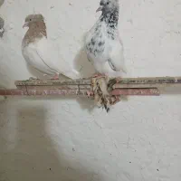 کله ای|پرنده|شاهینشهر, برخوار غرب|دیوار