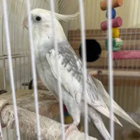 عروس هلندی البینو نرسخنگو