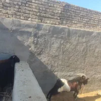 دوبور یا نربز و بره|حیوانات مزرعه|قم, پردیسان|دیوار