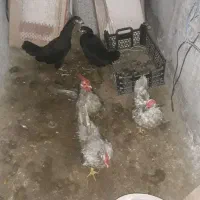 ۲تاخروس مینیاتوری ۱ مرغ مینیاتوری