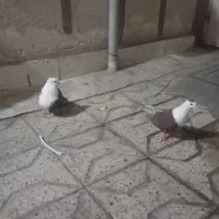 حراجی|اسباببازی بچه|مشهد, شهید معقول|دیوار