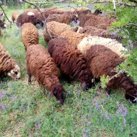 فروش یونجه چین اول وسوم