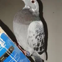 نر جان آردن خالص