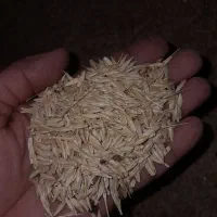 فروش جو دایم کیلو28000هزار