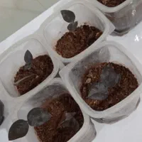 گل طبیعی|گل و گیاه طبیعی|سارال, |دیوار