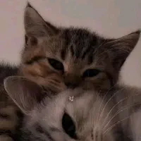 واگذاری سه تا بچه گربه ی خوشگل و ملوس