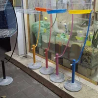 پت شاپ نوک طلا