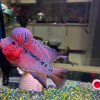 فلاور تایلندی بیگ هدنر|ماهی|تهران, حکیمیه|دیوار