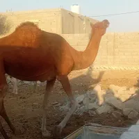 یک عدد شتر چاخ|حیوانات مزرعه|مهران (هرمزگان), |دیوار