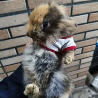 بچه خرگوش مینی لوپ بامزه ۲۰ روزه در رنگ های مختلف|موش و خرگوش|تهران, هاشمی|دیوار