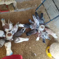 کبوتر پروازی|پرنده|رودسر, |دیوار