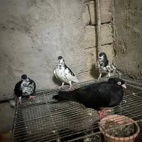 چند عدد کبوتر سیاه صبر و خوشرنگ یالی|پرنده|آبپخش, |دیوار