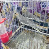 عروس هلندی نرماده هفت ماهه